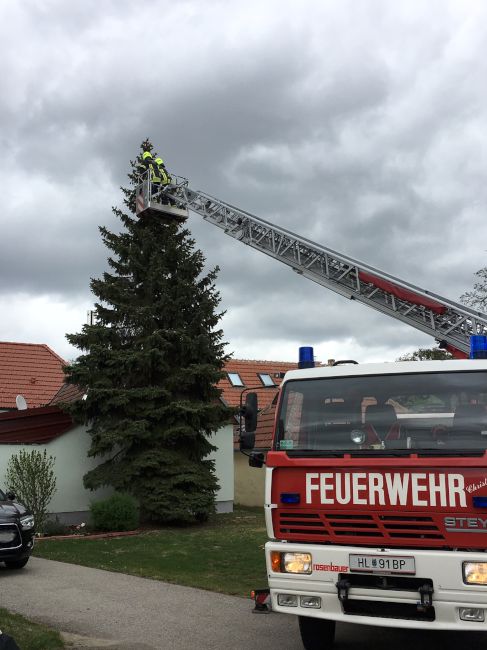 Foto 2, 27.04.2019, Technischer Einsatz - Katze von Baum gerettet