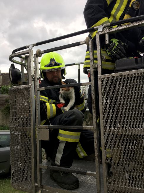 Foto 4, 27.04.2019, Technischer Einsatz - Katze von Baum gerettet