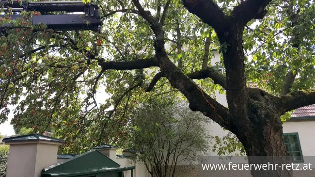 Foto 1, 21.06.2020, Technischer Einsatz - Sturmschaden - Baum drohte auf Mauer zu stürzen Foto 1, 21.06.2020, Technischer Einsatz - Sturmschaden - Baum drohte auf Mauer zu stürzen