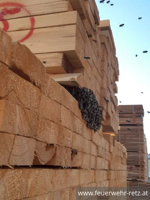 Foto 1, 17.06.2021, Technischer Einsatz - Entfernen eines Bienenschwarms
