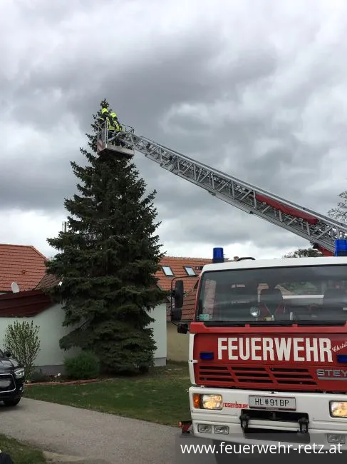 Foto 2, 27.04.2019, Technischer Einsatz - Katze von Baum gerettet