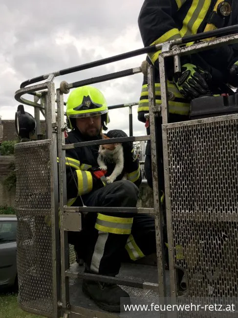 Foto 4, 27.04.2019, Technischer Einsatz - Katze von Baum gerettet