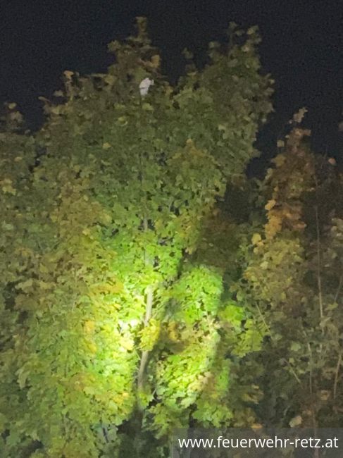 Foto 1, 18.10.2021, Technischer Einsatz - Katze von Baum gerettet Foto 1, 18.10.2021, Technischer Einsatz - Katze von Baum gerettet