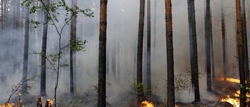 Bild zu Artikel Waldbrandverordnung 2026